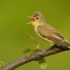 Sedmihlasek hajni - Hippolais icterina - Icterine Warbler 3570